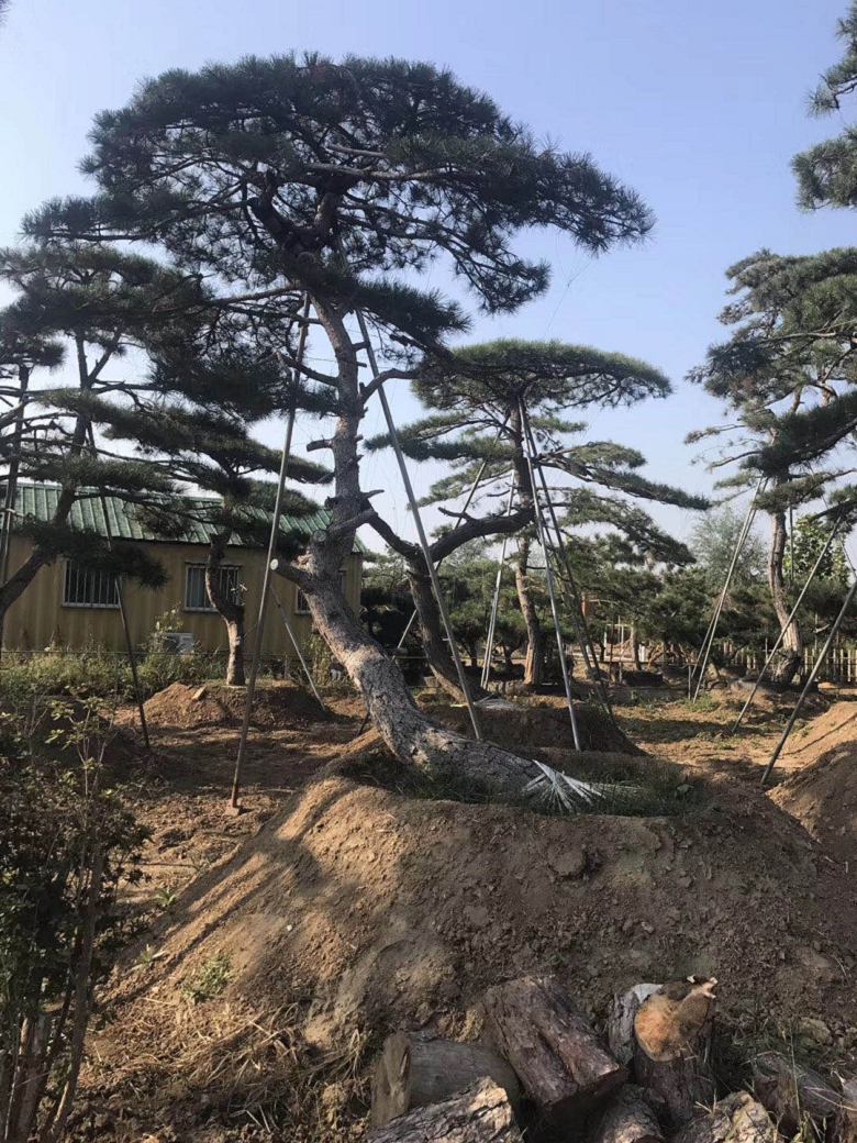 =朔州景观造型松造型 量大价格@广场》海南黑松公司欢迎你