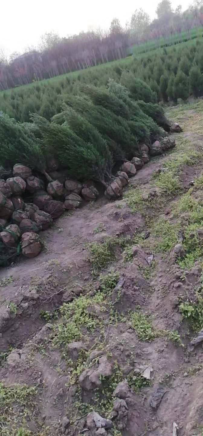 河南蜀桧苗种植基地