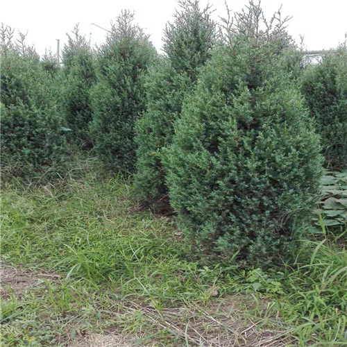 河南蜀桧批发基地_可现场选苗