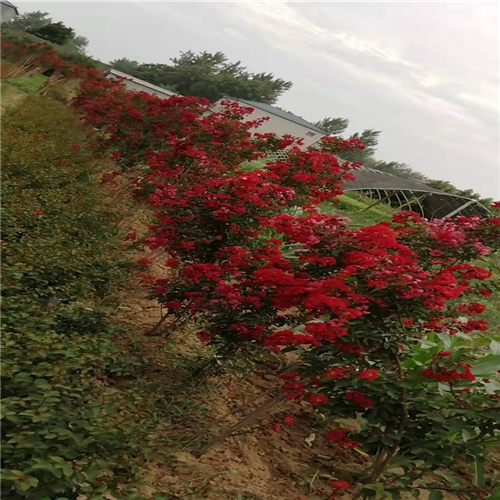 美国红火球紫薇一亩地可种多少棵