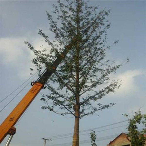 求购银杏树种植基地秉承诚信