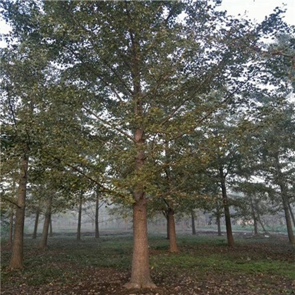 哪家砀山银杏树质量好基地求真务实