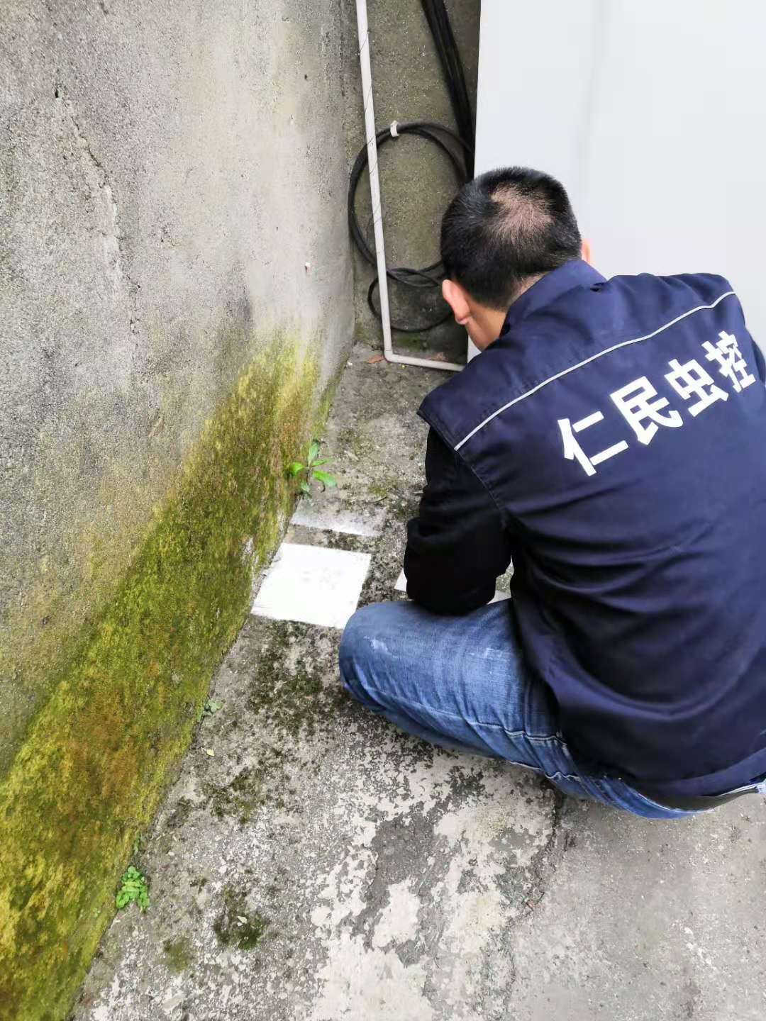双流灭鼠公司社君