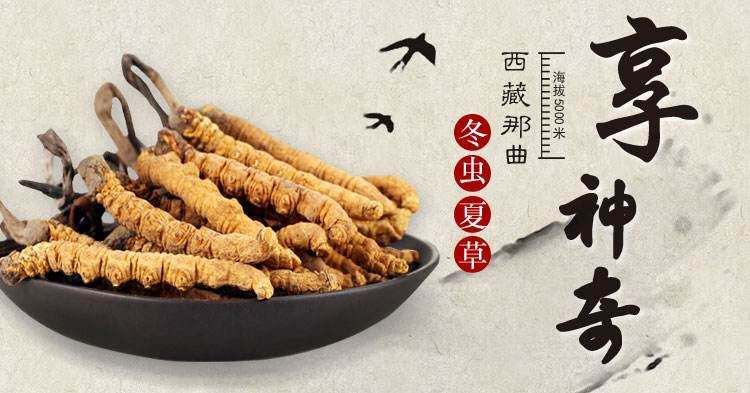 嘉兴冬虫草回收