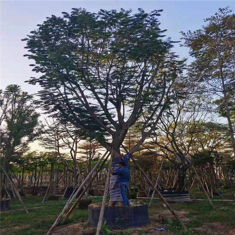 宜春凤凰木树苗