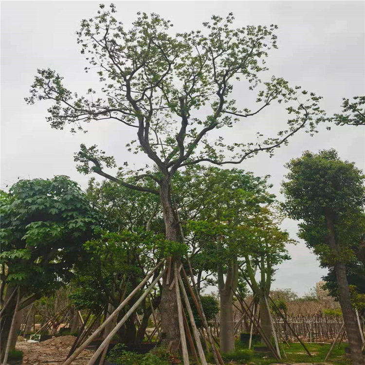 中山乌桕树种植基地多规格供应