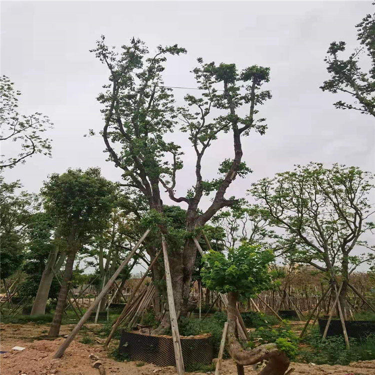 昭通红叶乌桕树自家基地供应