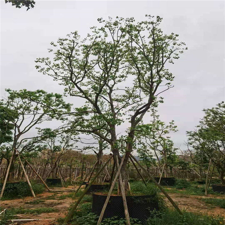 昆明乌桕批发