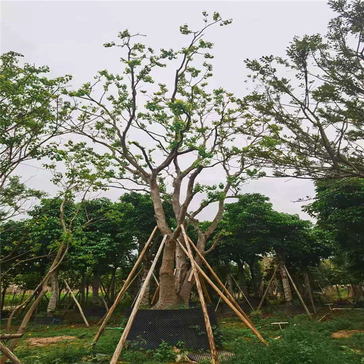 梅州乌桕树价格