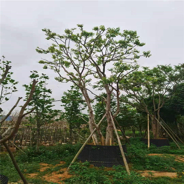 茂名供应15-90公分乌桕树树形优美