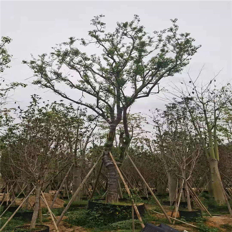 普洱四季青乌桕树