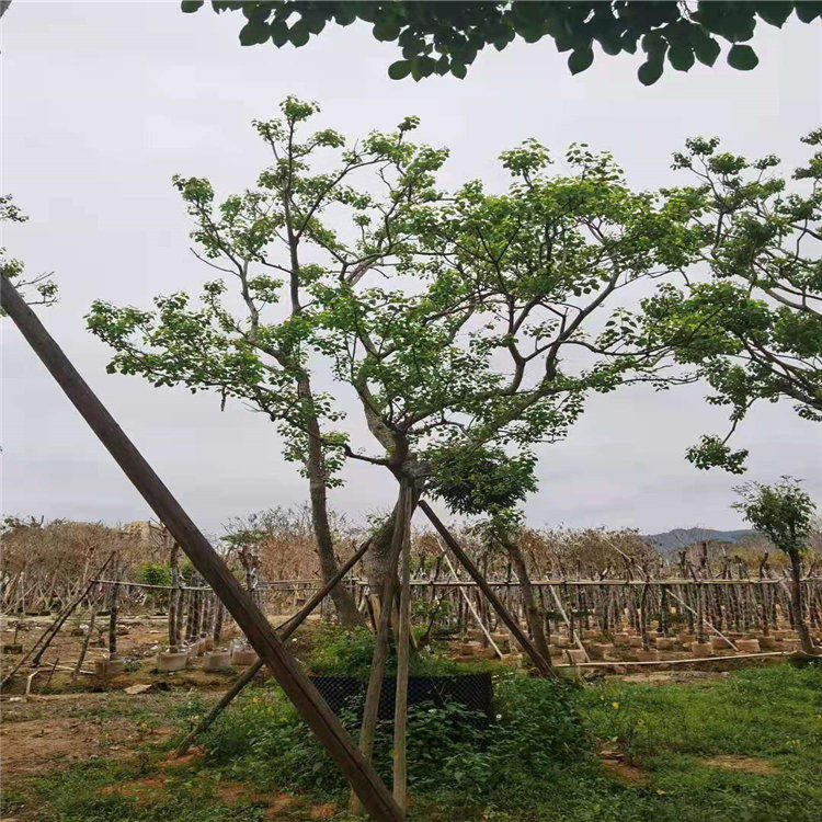 宜春乌桕基地