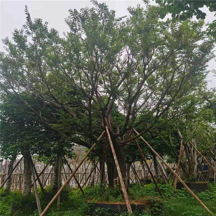 广东江门10公分香樟大量供应