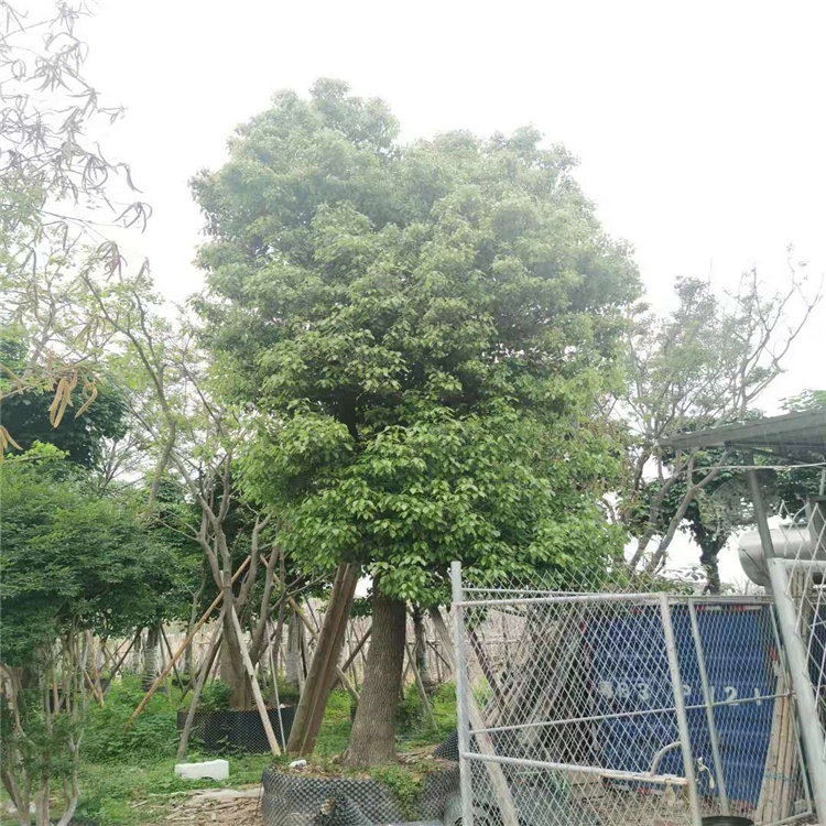 广西崇左销售多杆香樟