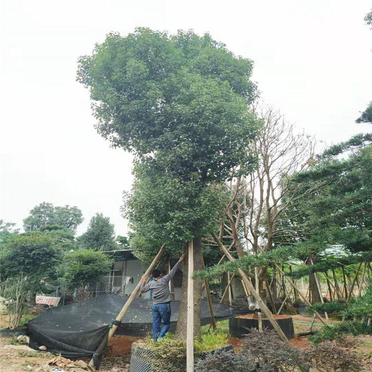云南昆明优质20公分香樟树形优美