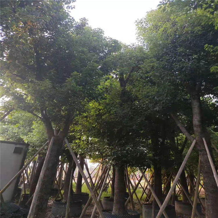 广西北海丛生香樟欢迎咨询