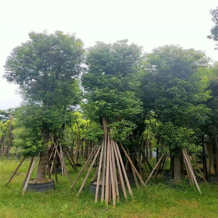 广东佛山销售多杆香樟